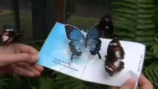 Real Butterflies Like This Butterfly Pop-Up-Card