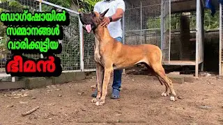 പേര് പോലെ ഇവൻ ശെരിക്കും കൊമ്പൻ തന്നെ🔥🏆🥇|Komban the Great Dane |Ooty dog show winner