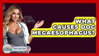 What Causes Dog Megaesophagus? - Ask A Pet Vet