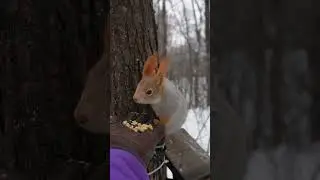 Некогда церемониться