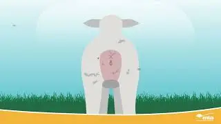 Sheep Health & Welfare Traits
