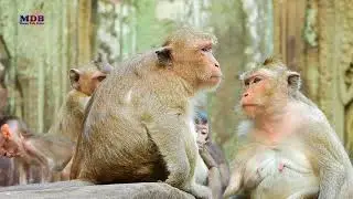 Older Monkey Daisy Tries to Calm Her Playful Offspring
