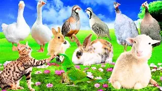 Animals Sound, Hen, Rooster, Duck, Goose, Turkey Bird Sound, Farm Animals Sound, Funny Animals Sound