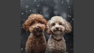 Quiet Pet Music