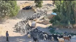 These #hardworking nomads# are bringing the sheep #home in the #Zagros mountains#
