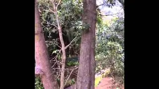 Deforestation in the Amazon Rainforest Documentary