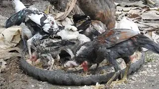 【4K】 Feed chickens food daily [KH Primitive Technology 【HD】20