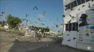 Palomas Volando Camara Lenta