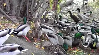 My Duck Dilemma - Indian Runner Ducks & Mallards