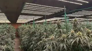 A Game Changer for Indoor Farming | FLEXSTAR 720W PRO LED