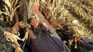 Farmall M picking corn..ride along