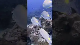 Is Andaman the BEST Scuba Diving in India? 🌊 (2025 Underwater Adventure)