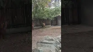 Такин золотистый! (Китай! ) #китай