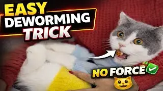 Easy Cat Deworming Trick 😺 | Stress-Free Deworming at Home | Coco & Zozo