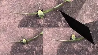 Cactus Coreid | Chelinidea Vittiger (Morrison, Colorado 2022)