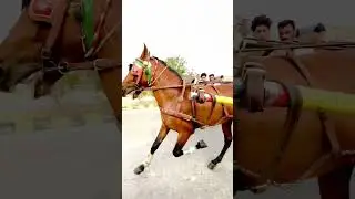 The Passion of Horses and Nobles A Glimpse into Traditional Culture #horse #horseracing #viralshorts