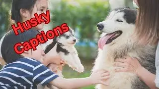 Husky Dogs Captions and Quotes for Instagram || #quotes #caption #captionideas #instagramcaption