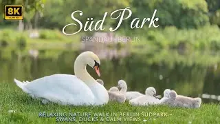 Peaceful Nature Walk in Berlin S&uuml;dpark &ndash; Swans & Ducks 🦢🦆 | 8K Relaxing Video #germany #vlog
