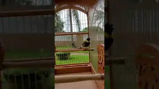 El Mejor Tomeguin del Pinar Chiflador
