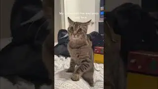 Expert warning: Never piss off a cat! 😾⚠️#catfunny #funny