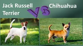 Jack Russell Terrier VS Chihuahua - Chihuahua and Jack Russell Terrier Differences
