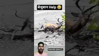 बेजुबान Help 🥰 #animals #lover #viral #shorts #youtube #100kvews #subscribe 🙏