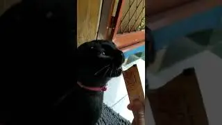 ONG&Eacute; MY BLACK CAT Complaining sound while enjoying Super Cat Liquid Snack Tuna with Scallop xD