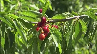California cherry farmers struggle after heat and wind reduced 2025 crop