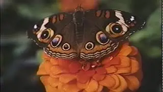 Love's Awakening Widescreen