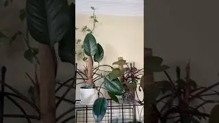 Philodendron Royal Queen Update! #plantupdate #plantroom #growingwithshawn