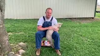 Lamb Vitamin B Injection