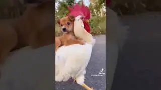 #wildlifefight #animals #funny #animalsfighting #animalcombat #wildlifebattle