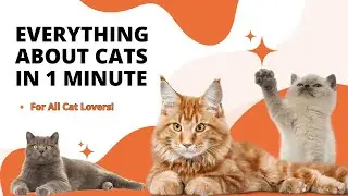 Everything About Cats in 1 Minute &ndash; For All Cat Lovers!