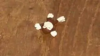 Monkey Violence