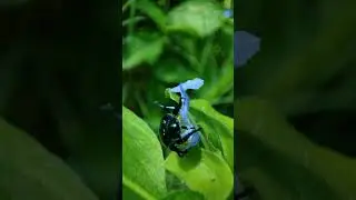 Blue milkweed beetle|Insect Lover|Insect Eating flower|Macro video|#Macro #macroworld#viral#insects