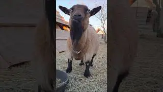 Heyyy Yaaa! #adorable #goat