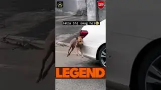 Jalwa Hain Humara - #shorts #short #dog #dogrescue #dogfunnyvideos #mirzapur #jalwahaihamara