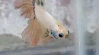 Pareja Betta Media Luna Halfmoon Amarillo Macho y Hembra linea PREMIUM tailandeses de La Casa Del Betta Puerto Vallarta