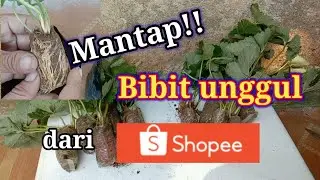 cara menanam strawberry dari belanja online | penangan bibit strawberry dari shopee