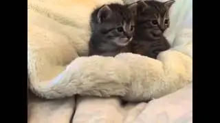 Kittens vs. scary finger