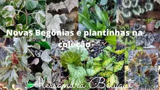 novas Begônias pra coleção/chegou plantinhas lindas/ mostrei como estão minhas Begônias 🌿