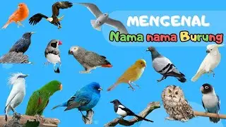 MENGENAL JENIS JENIS BURUNG