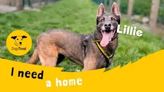 Loyal Lillie the Belgian Malinois | Dogs Trust Cardiff