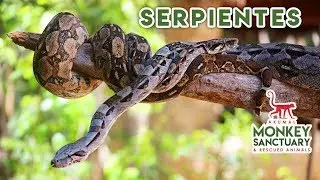 Te compartimos 10 datos curiosos sobre las serpientes | Akumal Monkey Sanctuary