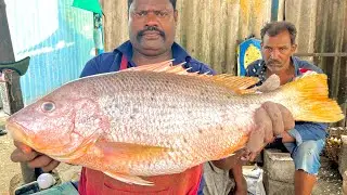 KASIMEDU SPEED SELVAM BIG RED SNAPPER FISH CUTTING VIDEO