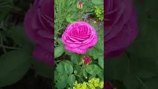 Old Port Pink Fragrant Hybrid Tea Rose in my Cottage Garden #cottagegarden #pinkroses #flowergarden