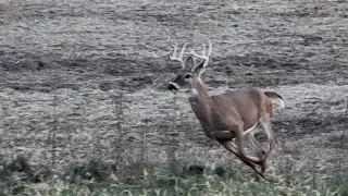 young IOWA BUCK walks right under me with toms all around!