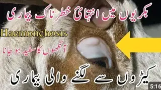 Killer Blood Parasites FOUND in Goats? | Thaleria in goats | goat diseases #thaleria