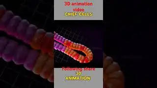 Chief Cells 3d animation. #stomach #digestivesystem #digestiveorganstomach #mucouscells #gcells #par