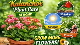 How to Care Kalanchoe Plant at Home||Watering, Sunlight & Pruning Tips#kalanchoecare#garden#usa 